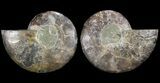 Polished Ammonite Pair - Agatized #64880-1